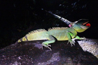 Săn "rồng đất" trên cao nguyên