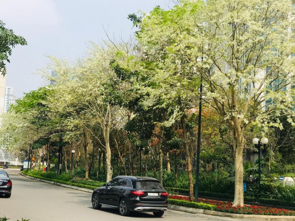 Ấn tượng sắc xuân tại Ciputra Hanoi - 3 Ấn tượng sắc xuân tại Ciputra Hanoi - 3