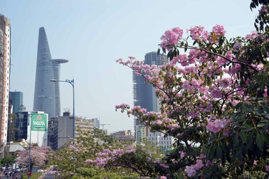 Kèn hồng rực nở trên các tuyến phố làm xao xuyến lòng người