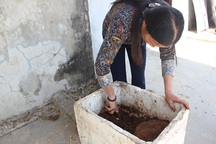 Bán giun quế trên Facebook, chị nông dân kiếm trăm triệu đồng