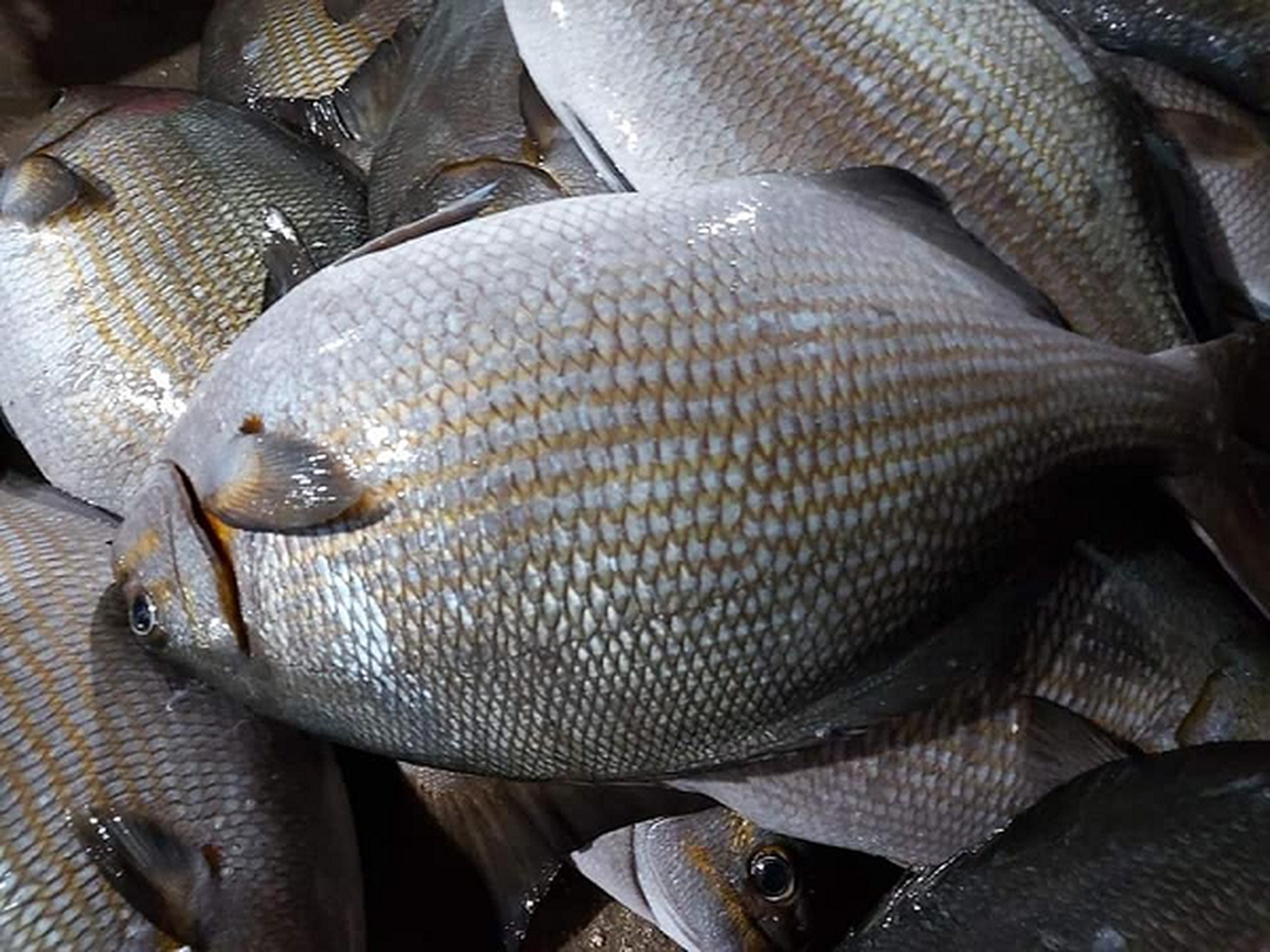 Dụng công săn loài cá tà ma mà giới nhà giàu săn lùng - 3