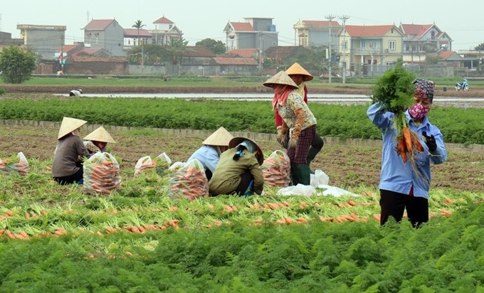 Tỉnh Bắc ninh hỗ trợ tối đa 2,5 tỷ đồng đối với các tổ chức, cá nhân sản xuất trồng trọt hữu cơ.