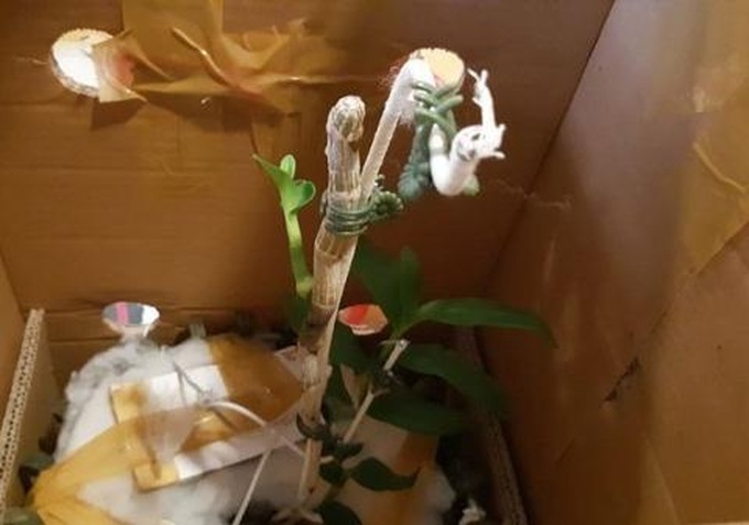 Giò lan như ngọn rau muống 5 tỷ đồng chưa phải là "phi vụ mua bán" khủng nhất, gốc lan "người đẹp Bình Dương" có giá lên đến 10 tỷ đồng - Ảnh 3. Giò lan như ngọn rau muống 5 tỷ đồng chưa phải là "phi vụ mua bán" khủng nhất, gốc lan "người đẹp Bình Dương" có giá lên đến 10 tỷ đồng - Ảnh 3.