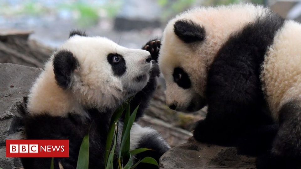 Cạn kiệt tiền, vườn thú cân nhắc việc xẻ thịt động vật làm nguồn thức ăn - 2 Cạn kiệt tiền, vườn thú cân nhắc việc xẻ thịt động vật làm nguồn thức ăn - 2