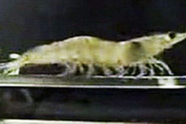 Video: Tôm... tập thể dục 