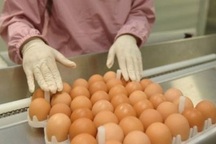 Mỹ náo loạn vì trứng nhiễm vi khuẩn độc hại