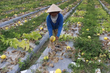 Trắng tay vì dưa hấu gần thu hoạch bỗng úng rễ, thối trái
