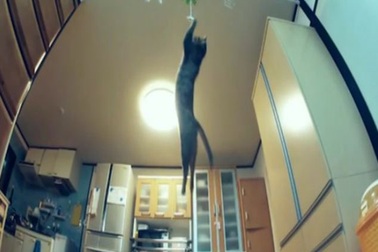 Chú mèo có khả năng nhảy cao ấn tượng