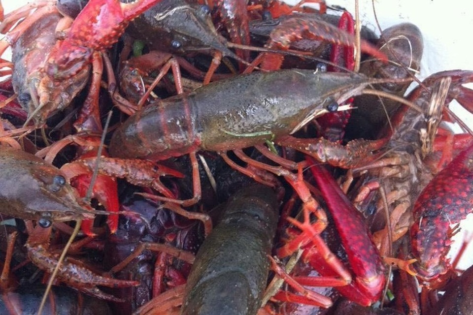 Phòng virus lạ xâm nhiễm vào Việt Nam, truy tôm Trung Quốc nhập lậu - 1