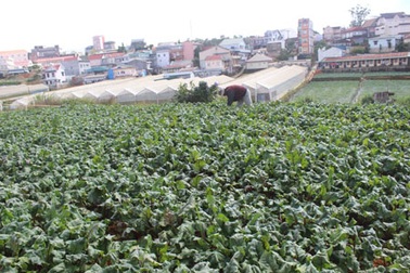 Củ dền giá cao kỷ lục, vừa xuống giống thương lái mua cả vườn