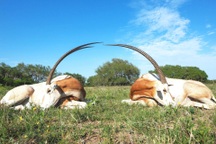 Linh dương sừng kiếm hồi sinh sau 23 năm tuyệt chủng