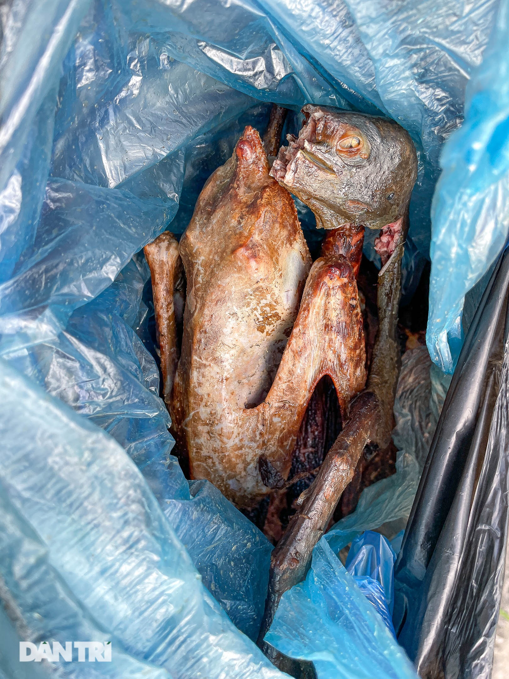 हनोई में अधिकारियों से बचते हुए जंगली पक्षियों के व्यापार का हलचल भरा दृश्य - 8 Cảnh buôn bán chim trời tấp nập né cơ quan chức năng ở Hà Nội - 8