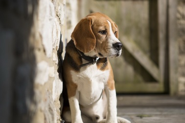 Phim làm về thú cưng bị nghi… ngược đãi động vật