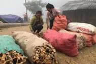 Huyện nghèo "mắc kẹt" vì cây thoát nghèo