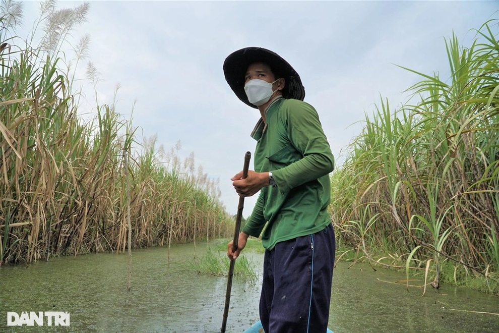 Giá tăng nhưng người làm nghề trồng mía vẫn... méo mặt - 4 Giá tăng nhưng người làm nghề trồng mía vẫn... méo mặt - 4