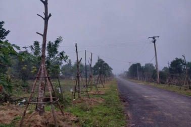 Một cán bộ bị tạm giữ để điều tra vi phạm đấu thầu dự án cây xanh