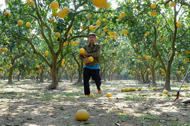Thủ phủ bưởi Diễn tất bật thu hoạch phục vụ Tết Nguyên đán 2023