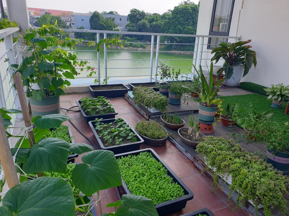 Cô gái Phú Thọ rèn tính kiên nhẫn nhờ làm vườn, trồng rau trên sân thượng - 2 Cô gái Phú Thọ rèn tính kiên nhẫn nhờ làm vườn, trồng rau trên sân thượng - 2