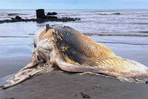Xác cá voi nặng khoảng 5 tấn trôi dạt vào bờ biển Nam Định