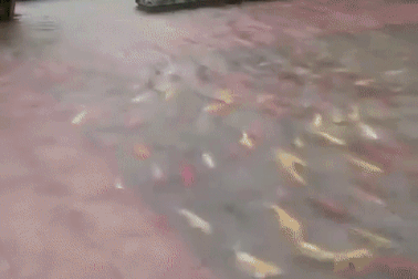 Xuất hiện đàn cá koi bơi trong sân sau mưa lớn