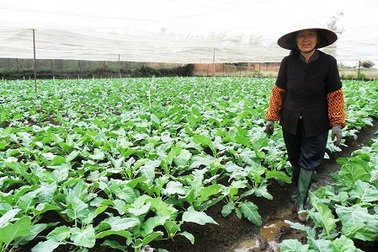 Người trồng rau Tết lao đao vì giá cả “lao dốc”