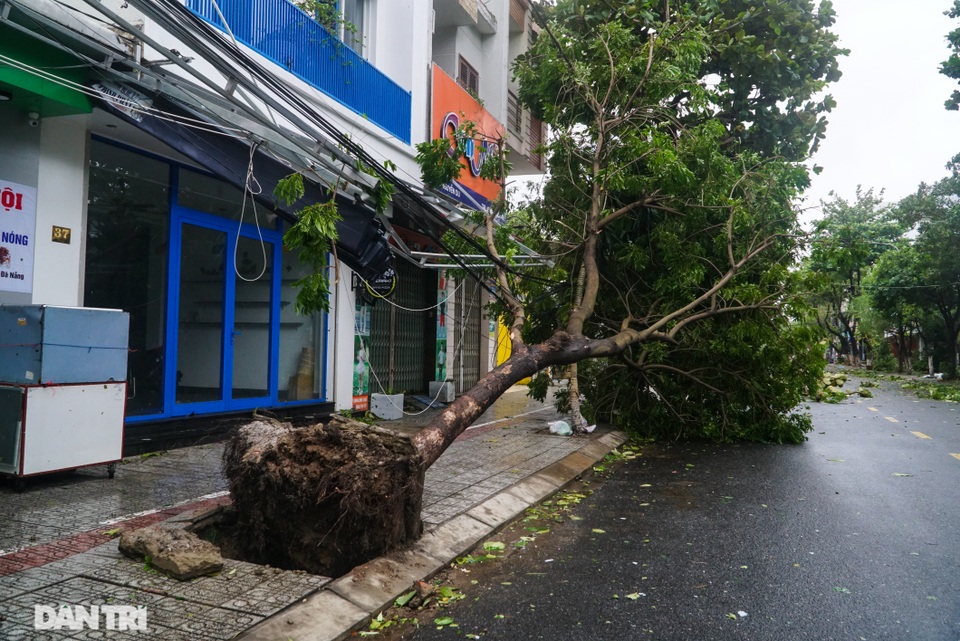 Đường phố Đà Nẵng ngổn ngang, cây xanh ngã đổ la liệt sau bão - 3 Đường phố Đà Nẵng ngổn ngang, cây xanh ngã đổ la liệt sau bão - 3