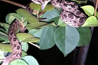 Cận cảnh một cá thể rắn rào đốm