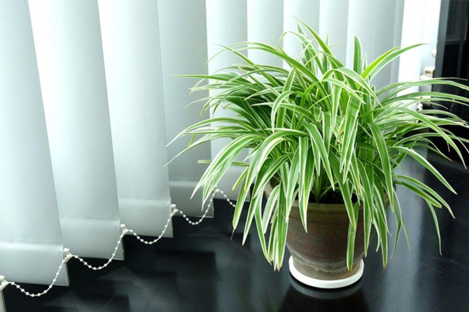 5 loại cây trồng trong nhà giúp thanh lọc không khí, ai cũng cần biết - 5