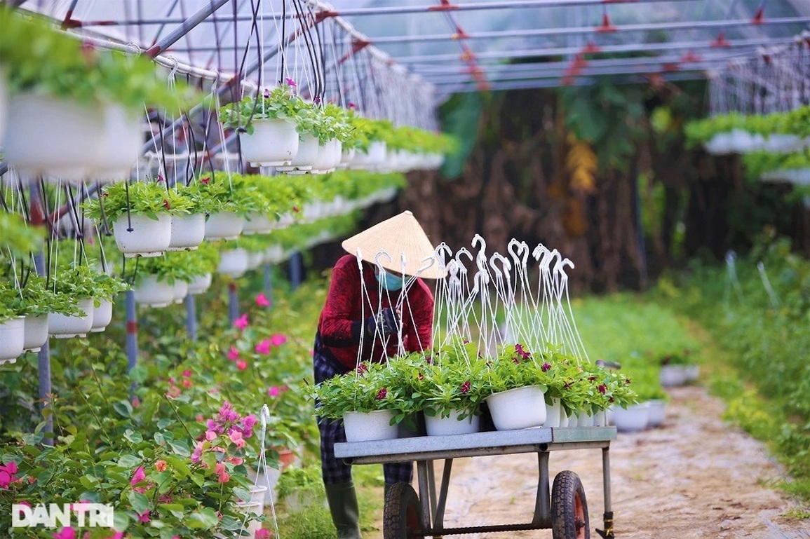 Vượt khó mùa dịch, làng hoa lớn nhất Đà Nẵng tất bật ngày giáp Tết - 7