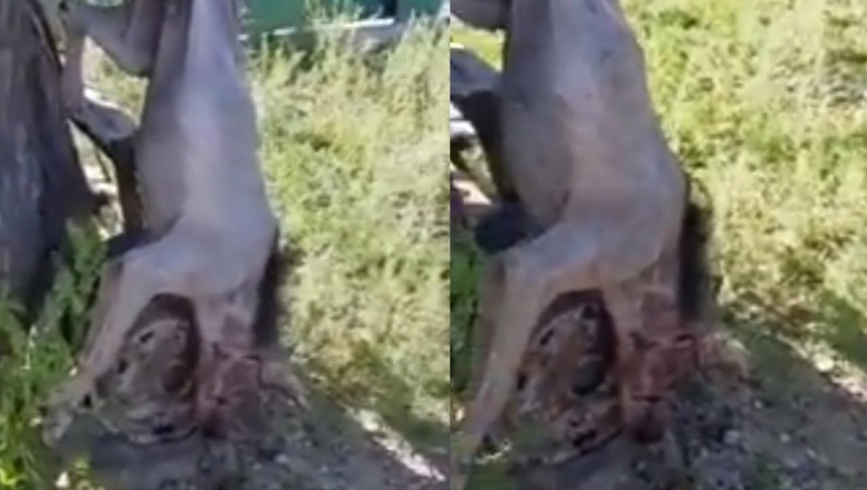 Sinh vật kỳ lạ tấn công người dân ở Romania - 1 Sinh vật kỳ lạ tấn công người dân ở Romania - 1