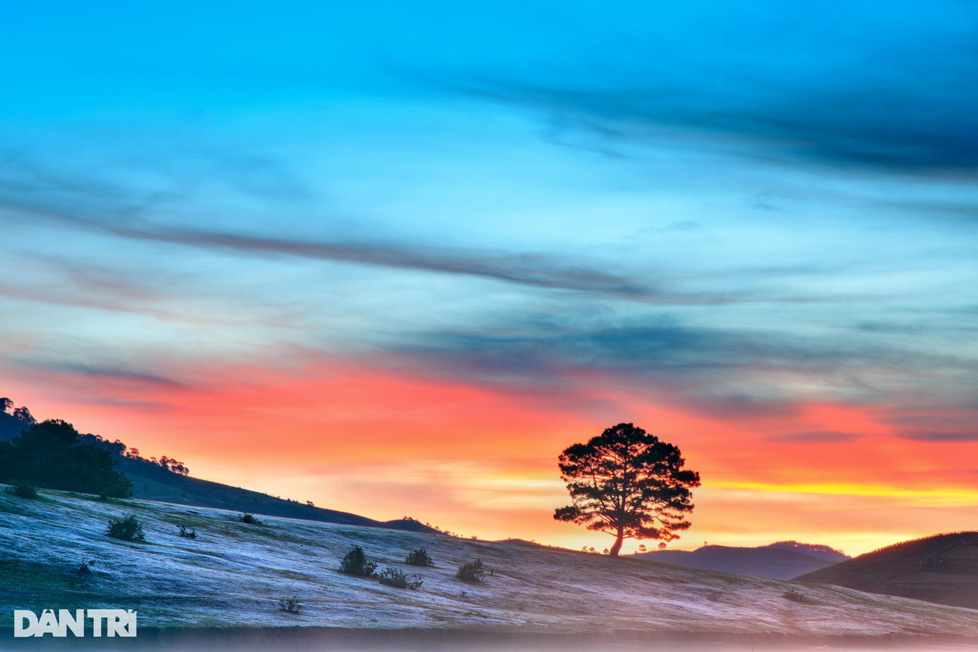 See the bright pink grass hills in Da Lat in the early morning of winter - September