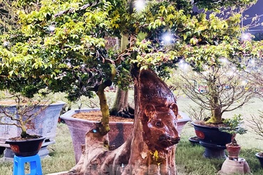 Cây khế 100 tuổi hình đầu chuột có giá nửa tỷ đồng ở Sài Gòn