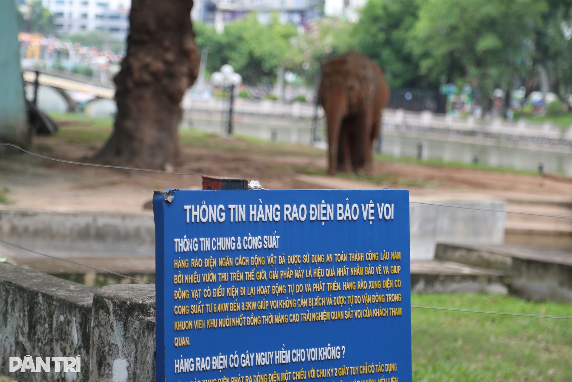 Hết cảnh sống khổ vì xiềng xích, voi ở vườn thú Hà Nội thoải mái gãi chân - 7 Hết cảnh sống khổ vì xiềng xích, voi ở vườn thú Hà Nội thoải mái gãi chân - 7
