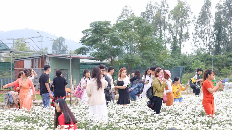 Du khách hào hứng “check – in” vườn cúc hoạ mi đầu tiên tại Đà Nẵng - 2