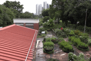 Đưa nông trại lên mái, "phủ xanh" các nóc nhà ở Singapore