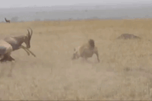 Rình bắt linh dương con, linh cẩu suýt bị húc thủng bụng