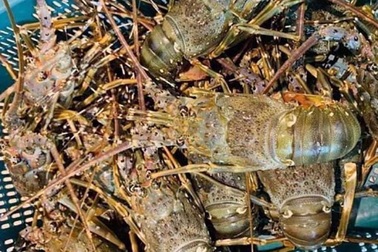 Tôm hùm giảm giá 50%, cá mú ế ẩm bị bỏ đói, nghìn tấn ngao ứ đọng