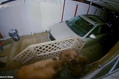 Hai chú gấu con đánh nhau trước cửa nhà dân