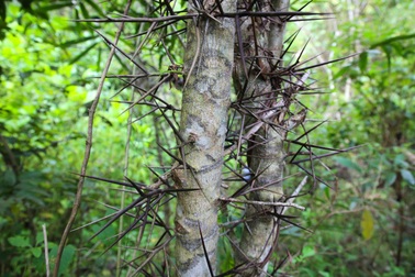 Lập hàng rào bồ kết dài 7km ngăn xung đột giữa voi và người