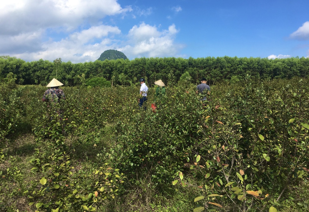 Lao động miền núi thu gần 1 triệu đồng/buổi nhờ cây sim - 1 Lao động miền núi thu gần 1 triệu đồng/buổi nhờ cây sim - 1