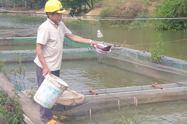 Lên Tây Nguyên xem lão ngư nuôi cá đặc sản tiến vua, thu 500 triệu đồng/năm