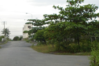 Vẫn còn hơn 4.000 cây xanh nguy hiểm ở TPHCM