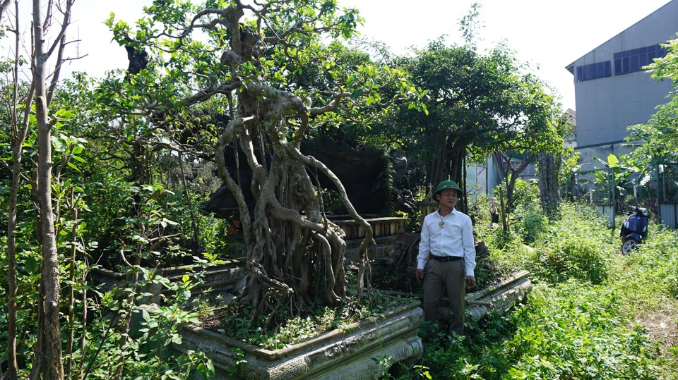 Khu vườn bỏ hoang toàn siêu cây bạc tỷ của đại gia nức tiếng một thời - 13 Khu vườn bỏ hoang toàn siêu cây bạc tỷ của đại gia nức tiếng một thời - 13