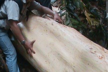 Rừng lâu năm bị phá, kiểm lâm... không biết (!)