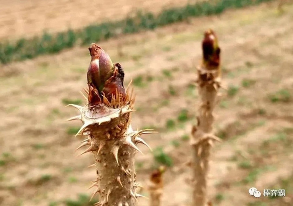 “Lộc trời” mọc từ cây đầy gai nhọn, giá chục triệu 1kg vẫn tấp nập người mua - 1 “Lộc trời” mọc từ cây đầy gai nhọn, giá chục triệu 1kg vẫn tấp nập người mua - 1