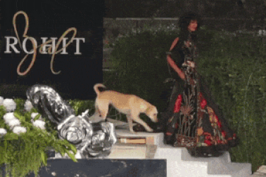 Hài hước chú chó “lấn sân” sàn catwalk, “cạnh tranh” với các người mẫu