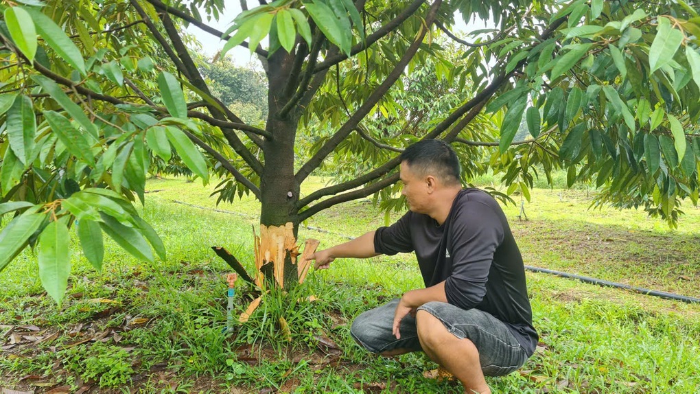 Cây tỷ đô bị chặt phá, lột sạch vỏ - 1