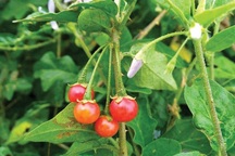 Cà gai leo: Hy vọng mới cho bệnh nhân viêm gan virus và xơ gan