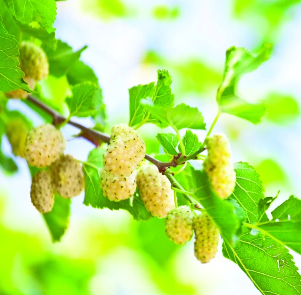 KENU TD hỗ trợ làm giảm đường huyết, giảm biến chứng ở người tiểu đường - 2 KENU TD hỗ trợ làm giảm đường huyết, giảm biến chứng ở người tiểu đường - 2