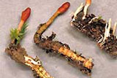 Đông trùng Hạ thảo - vị thuốc thần kỳ?